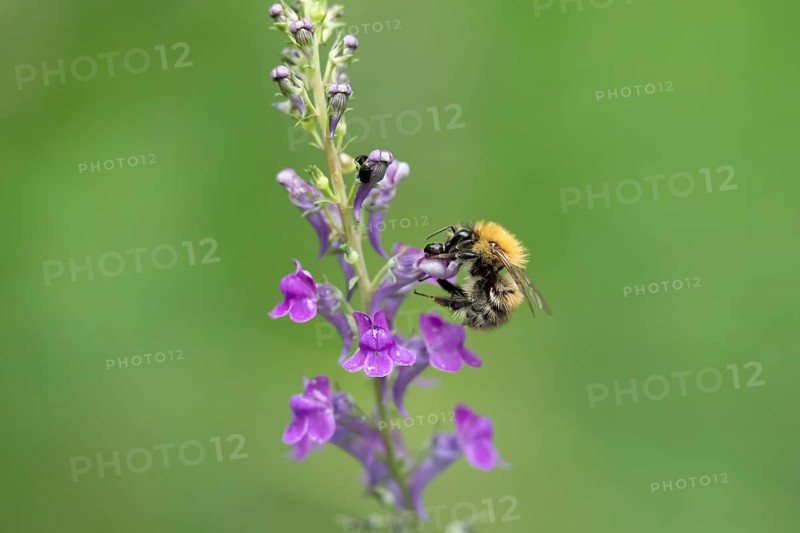 Common carder bumblebee (Bombus pascuorum) adult bee insect feeding on a garden Toadflax flower in summer, England, United Kingdom