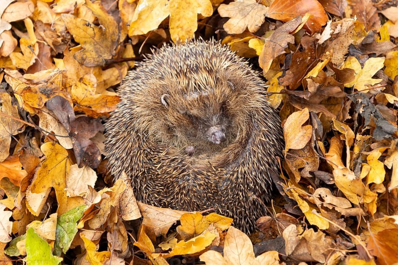 European hedgehog (Erinaceus europaeus) adult animal curled in a ball for hibernation on fallen autumn leaves in a garden, England, United Kingdom