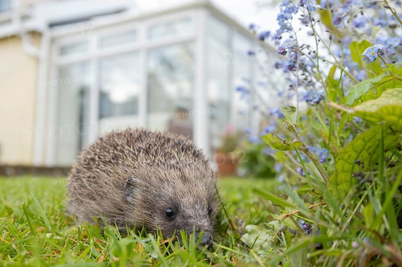European hedgehog (Erinaceus europaeus) adult animal in a garden with a house in the background in spring, England, United Kingdom