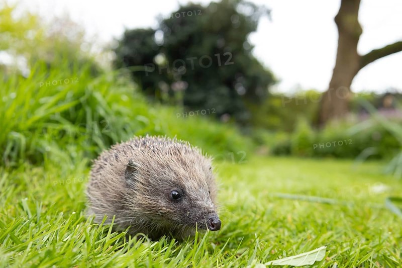 European hedgehog (Erinaceus europaeus) adult animal on a garden grass lawn in spring, England, United Kingdom