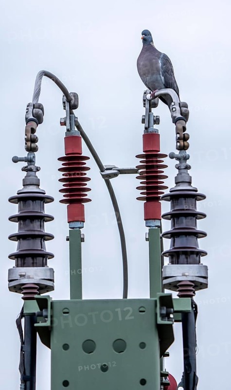 Pigeon sits on a power cable for traction power, mast with a circuit breaker for switching electricity to the rail network on or off, insulators, Germany