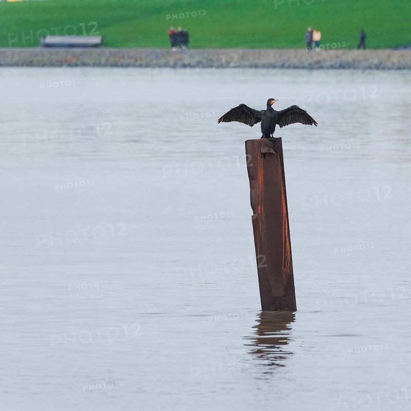 A cormorant (Phalacrocoracidae) stands on a steel stake and dries its wings in the background of the Weser dike, Bremerhaven, Bremen, Germany