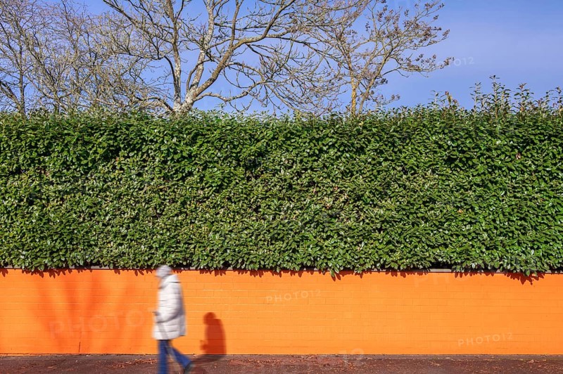 Laurel cherry hedge (Prunus laurocerasus) on an orange-coloured wall, Eckental, Middle Franconia, Bavaria, Germany