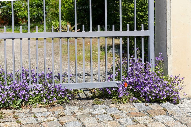 Bellflowers (Campanula) bloom profusely at a gateway, Radebeul, Saxony, Germany