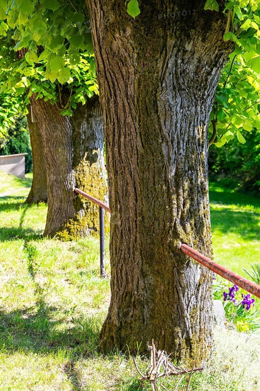 Railings completely grown together in the tree trunk, Großhennersdorf, Herrnhut, Upper Lusatia, Saxony, Germany