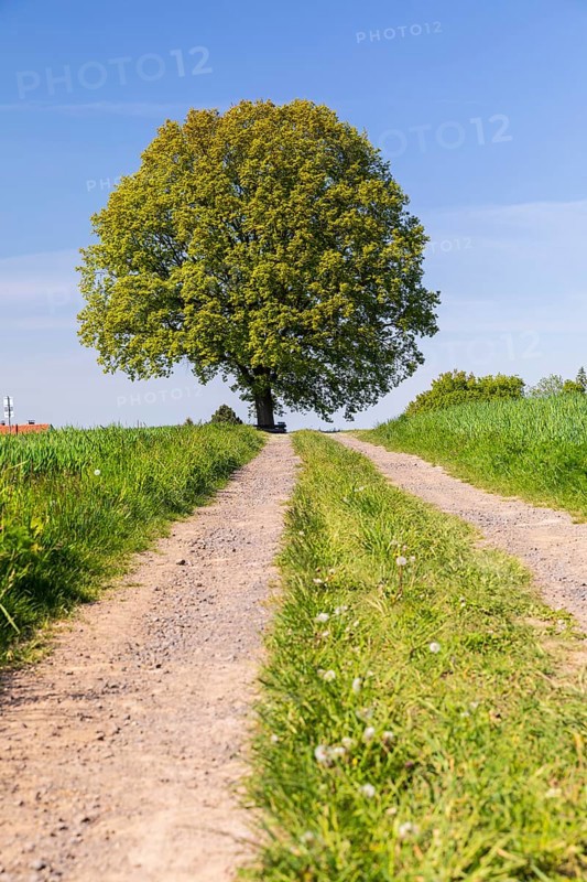 Field path and solitary oak (quercus) in bloom, spring, Großer Berg Großhennersdorf, Herrnhut, Upper Lusatia, Saxony, Germany