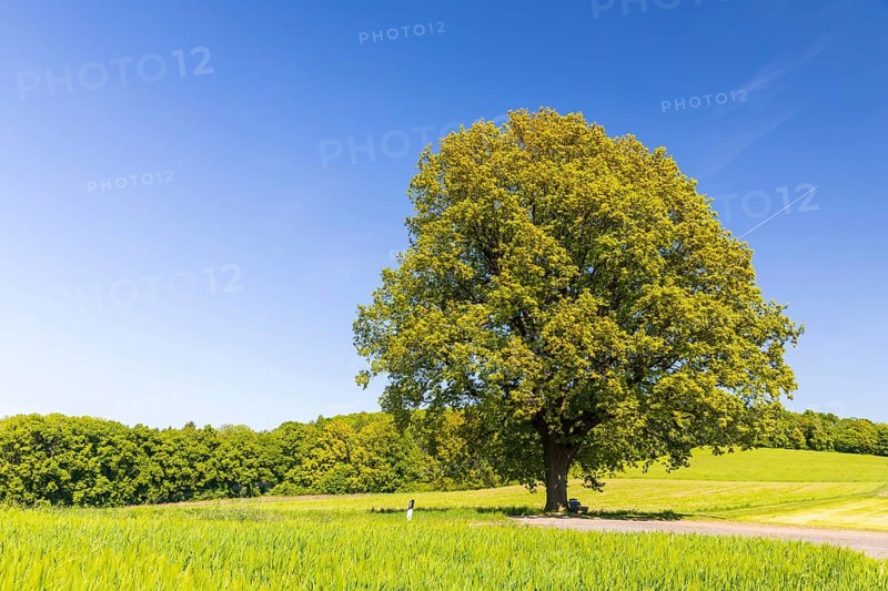 Single oak tree (quercus) in blossom, spring, Großer Berg Großhennersdorf, Herrnhut, Upper Lusatia, Saxony, Germany