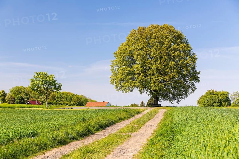 Field path and solitary oak (quercus) in bloom, spring, Großer Berg Großhennersdorf, Herrnhut, Upper Lusatia, Saxony, Germany