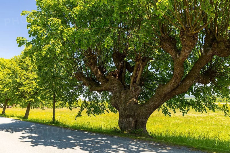 Old lime tree (tilia), Lindenallee in Herrnhut, Upper Lusatia, Saxony, Germany