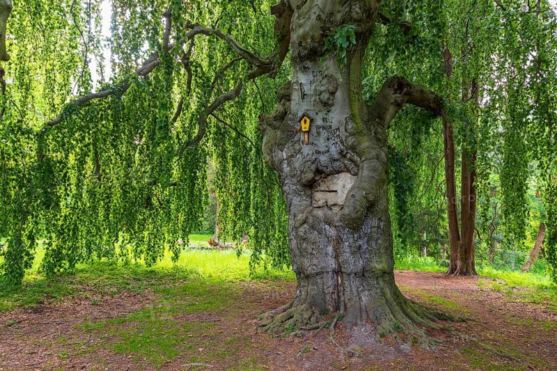 Old beech, copper beech (Fagus sylvatica), old trees in Helfenberg Castle Park, Dresden, Saxony, Germany