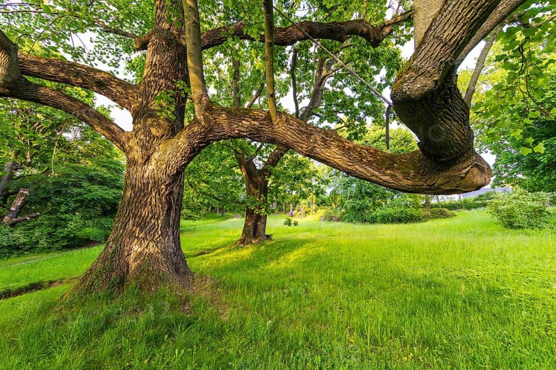 Old trees in Helfenberg Castle Park, Dresden, Saxony, Germany