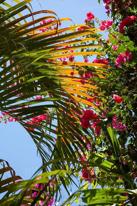 Bougainvillea and palm leaf, Bali, Indonesia