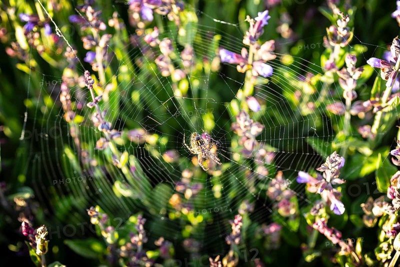 Common sage (Salvia officinalis) in bloom, Saxony, Germany