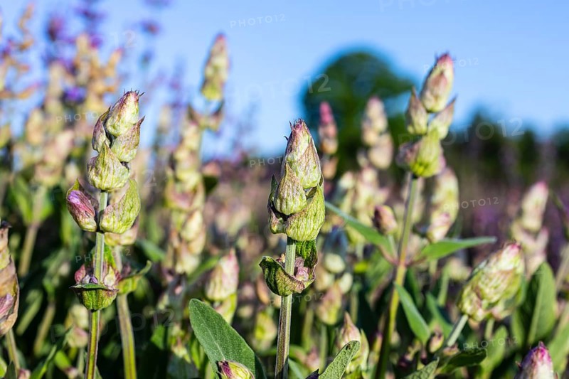 Flower buds of Common sage (Salvia officinalis), Saxony, Germany