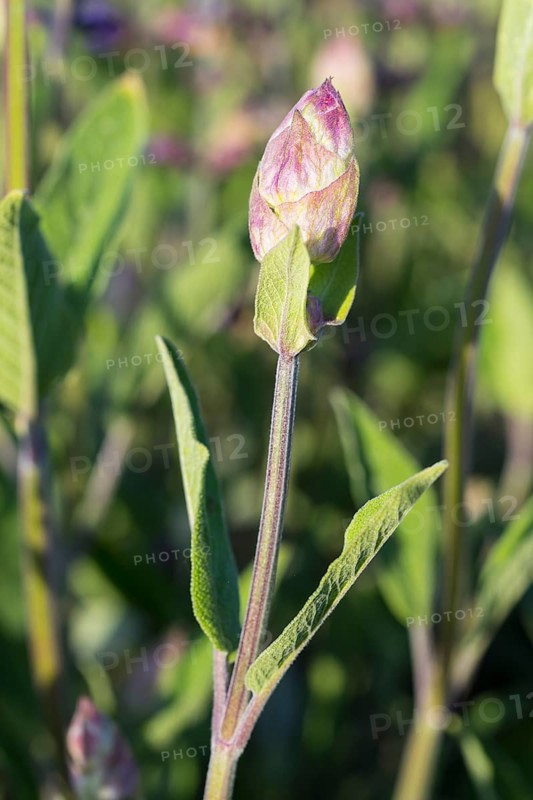 Flower bud, Common sage (Salvia officinalis), Saxony, Germany