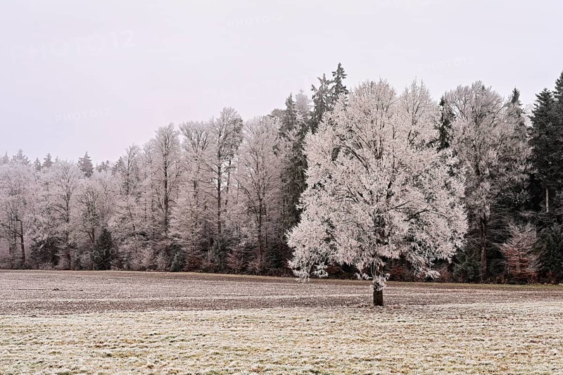 Tree and forest in hoarfrost, Schlatt, Lindenberg, Freiamt, Canton of Aargau, Switzerland