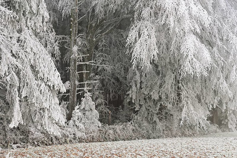 Wald im Raureif, Schlatt, Lindenberg, Freiamt, Canton of Aargau, Switzerland