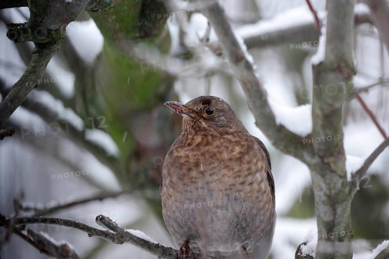 Blackbird (Turdus merula), female, snow, tree, portrait