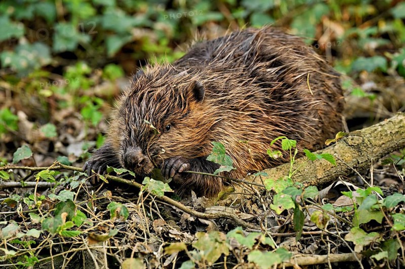 Eurasian beaver, European beaver (Castor fibre), eating leaves on the bank of a stream, Canton Zug, Switzerland