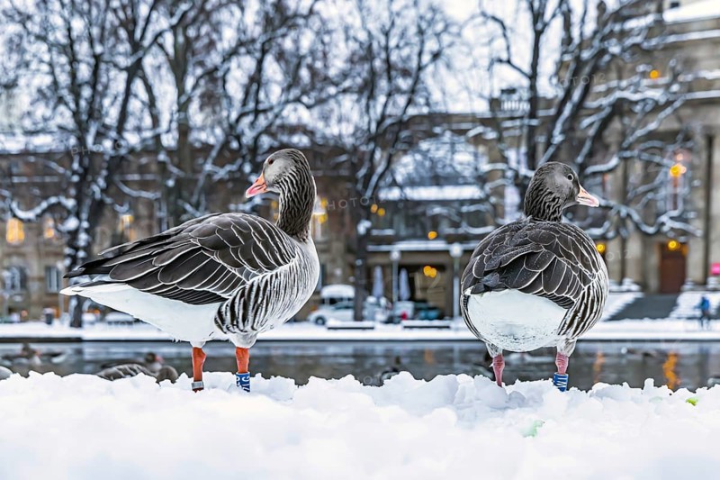 Winter in Stuttgart. It snowed overnight and the city is wintry white early in the morning. Nile geese in front of the opera house. Stuttgart, Baden-Württemberg, Germany