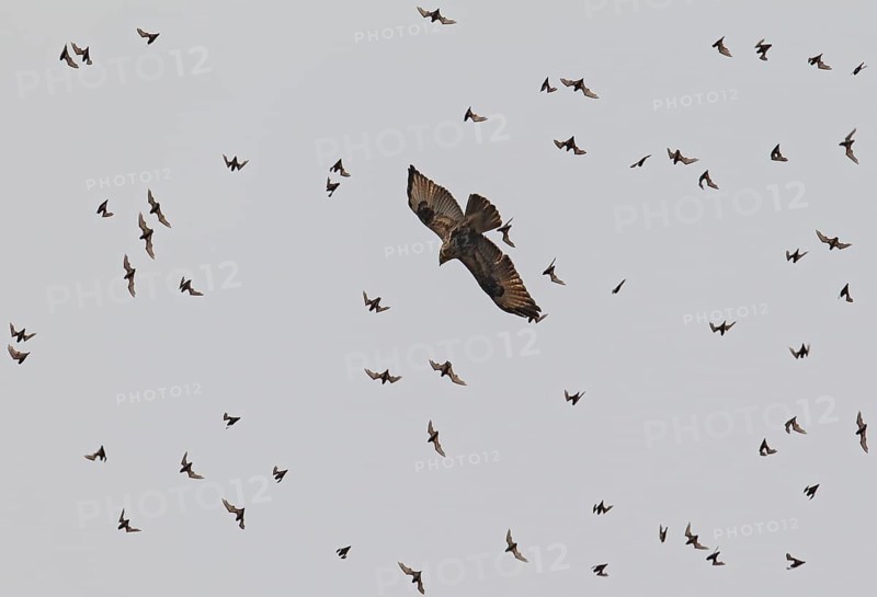 Wrinkle-lipped Bulldog Bat (Chaerephon plicatus), Wrinkle-lipped Free-tailed Bat, large flock flying in the sky at dusk together with Taiga Buzzard (Buteo japonicus) after swarming out of the daytime roost in rock caves, Khao Yai National Park, Thailand