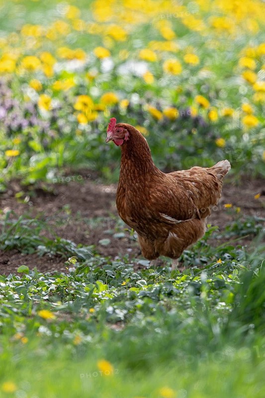 Domestic hen (Gallus gallus domesticus), brown hen in free range runs on farm through yellow flowering meadow with dandelion (Taraxacum officinale) in the sun, Baden-Württemberg, Germany