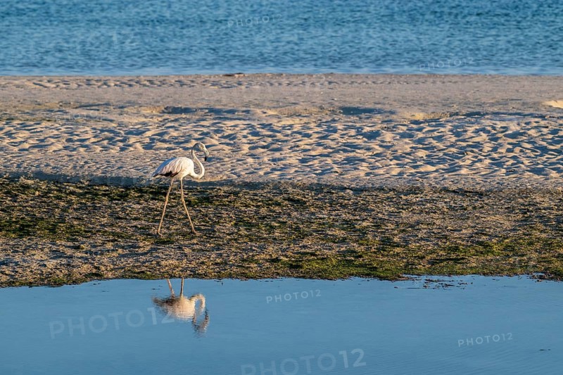 Flamingo (Phoenicopteridae) foraging, Oman