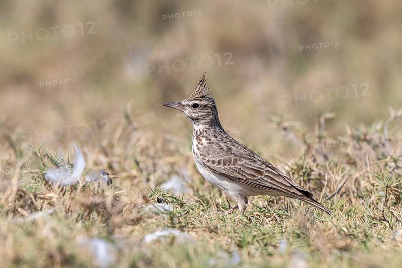 Crested Lark (Galerida cristata), lagoon near Salalah, Oman