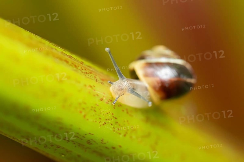 Striped snail (Cernuella virgata) adult gastropod molluscs on a garden rhubarb vegetable plant stem in summer, England, United Kingdom