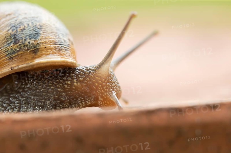 Garden snail (Cornu aspersum) adult gastropod molluscs on a garden plant pot in summer, England, United Kingdom