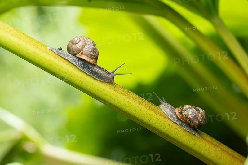 Garden snail (Cornu aspersum) two adult gastropod molluscs on a garden rhubarb vegetable plant stem in summer, England, United Kingdom