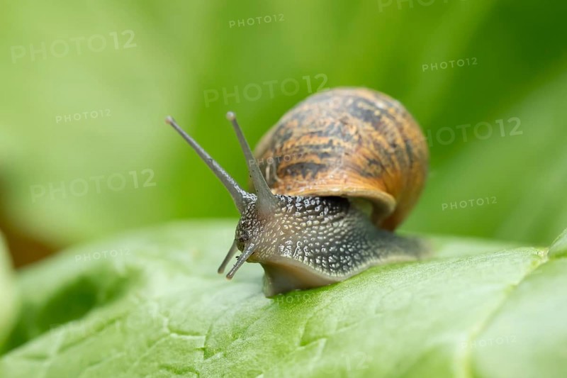 Garden snail (Cornu aspersum) adult gastropod molluscs on a garden vegetable plant leaf in summer, England, United Kingdom