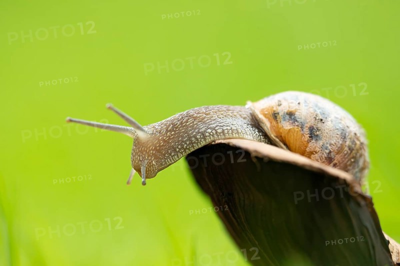Garden snail (Cornu aspersum) adult gastropod molluscs on a fungi in summer, England, United Kingdom