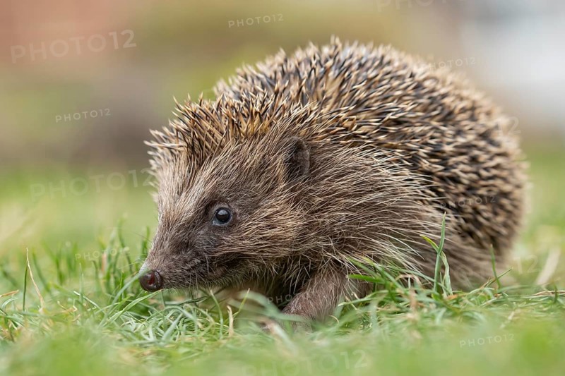 European hedgehog (Erinaceus europaeus) adult animal on a garden grass lawn in summer, England, United Kingdom