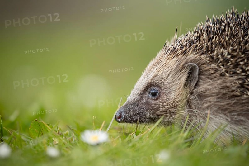 European hedgehog (Erinaceus europaeus) adult animal on a garden grass lawn in spring, England, United Kingdom