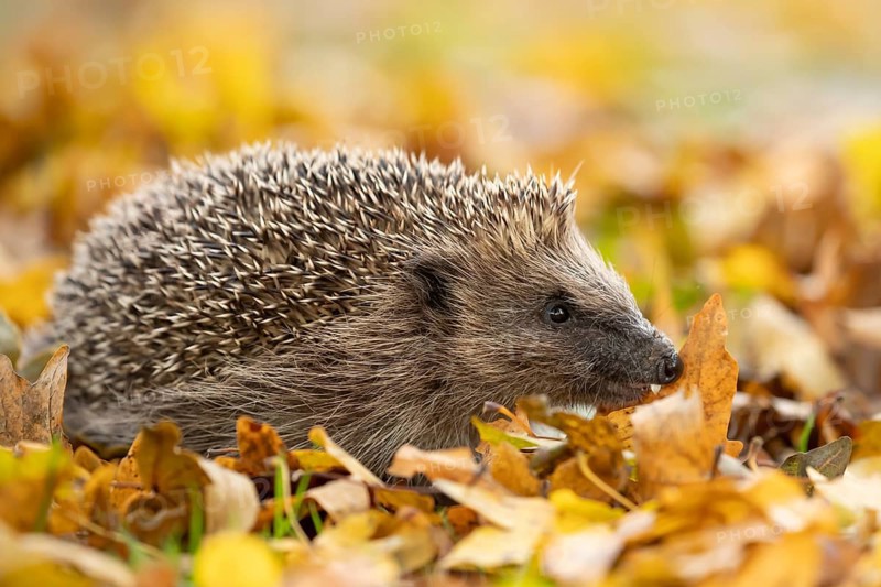 European hedgehog (Erinaceus europaeus) adult animal walking on fallen autumn leaves in a garden, England, United Kingdom
