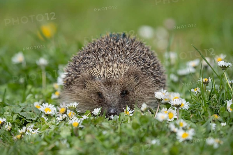 European hedgehog (Erinaceus europaeus) adult animal on a garden grass lawn with flowering daisey flowers in spring, England, United Kingdom