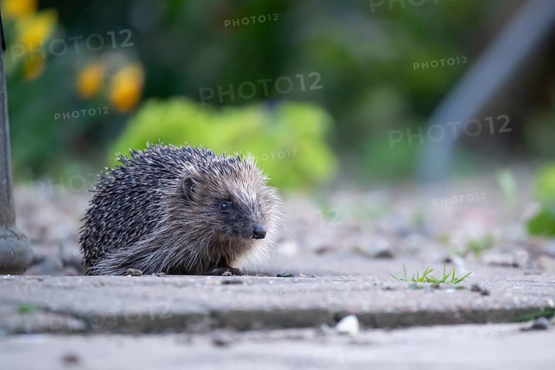 European hedgehog (Erinaceus europaeus) adult animal on a garden path in spring, England, United Kingdom