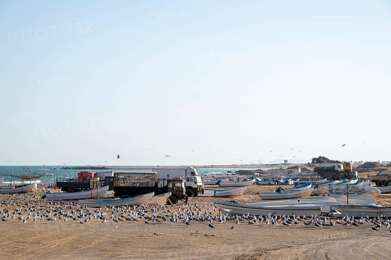Seagulls on the beach, fishing boats and trucks, Oman