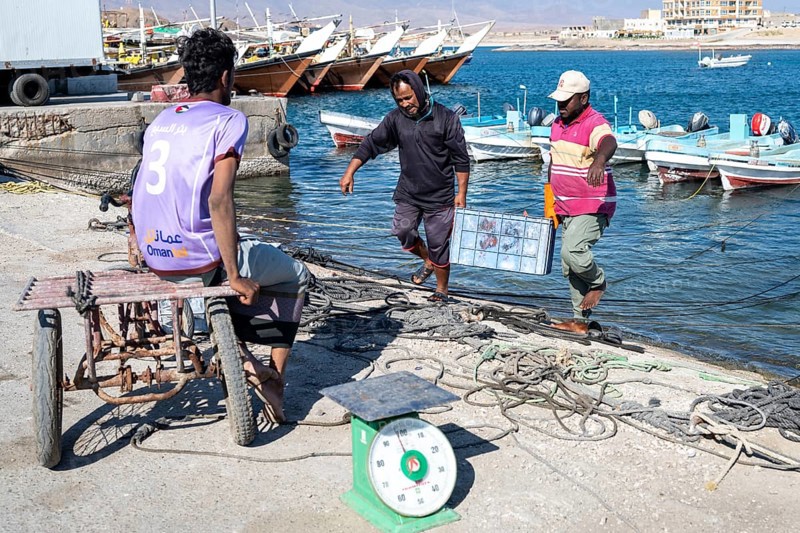 Fishing boats in Mirbat harbour, fish is sorted and weighed, Oman