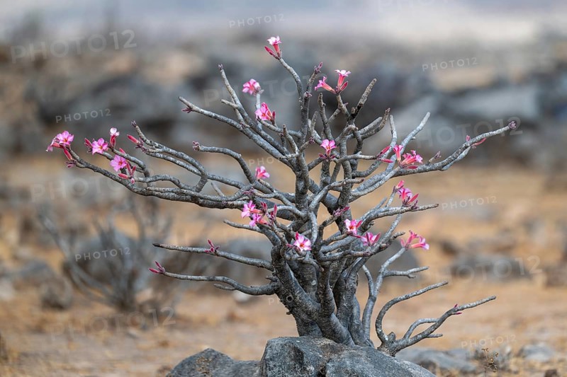 Desert rose (Adenium obesum), Oman