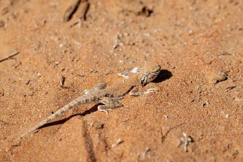 Gecko (Gekkonidae) in desert, Rhub al Khali, Oman
