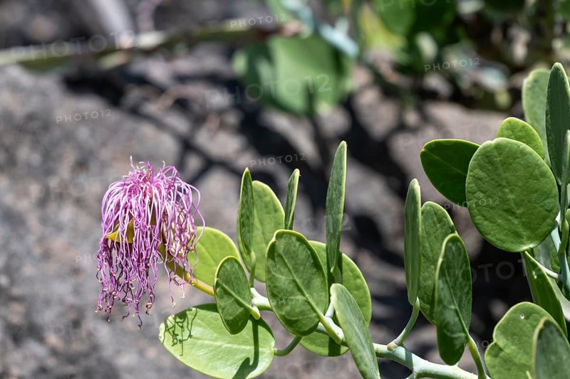 Flower, Caper bush (Capparis spinosa), Oman