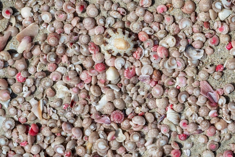Colourful mussels and snails on the beach near Khaluf, Oman