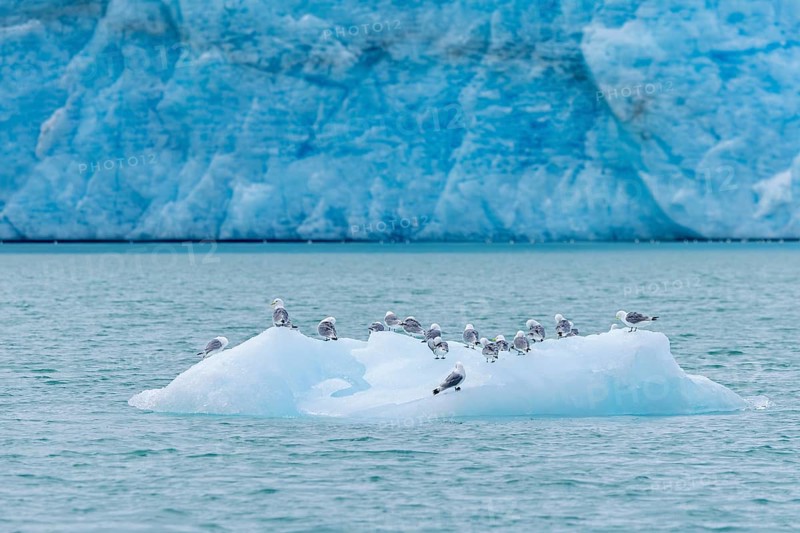 Black-legged kittiwakes (Rissa tridactyla) flock resting on ice floe in front of glacier wall along the Arctic Ocean in summer, Svalbard, Spitsbergen