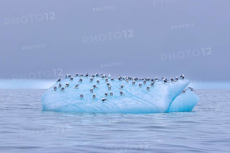 Black-legged kittiwakes (Rissa tridactyla) flock in breeding plumage resting on ice floe in the Arctic Ocean in summer, Svalbard, Spitsbergen, Norway
