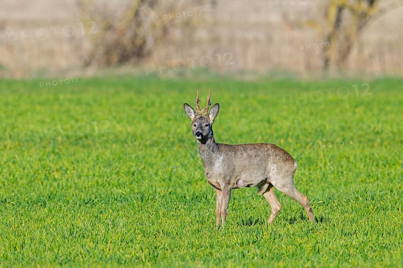 European roe deer (Capreolus capreolus) adult buck, male in grassland, meadow, shedding velvet from antlers in spring