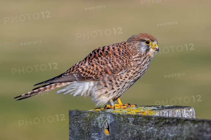 Ringed common kestrel / European kestrel (Falco tinnunculus) female perched on wooden fence post in winter