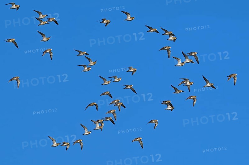 European golden plovers (Pluvialis apricaria) flock in non-breeding plumage in flight against blue sky along North Sea coast in winter
