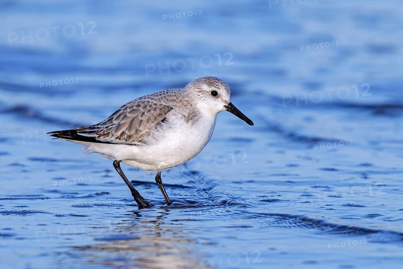 Sanderling (Calidris alba) adult in winter plumage foraging for crustaceans in swash zone / forewash on sandy beach along the North Sea coast